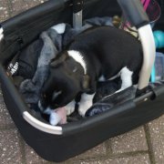 Sommerfest (18.08.12)